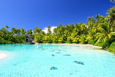 Exquisite Clear Aqua Blue Lagoon On Bora Bora Paradise Island ...