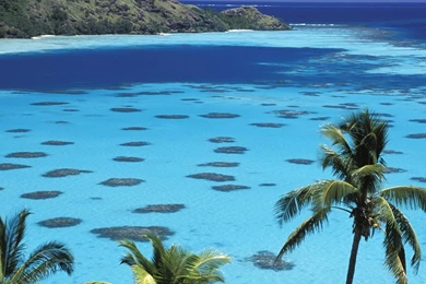 Nature Islands French Polynesia Palm Trees Seascapes Wallpapers ...