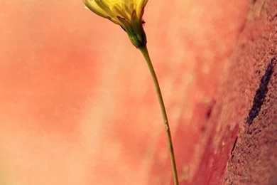 Single Flower Wallpapers For Iphone 5_iPhone Wallpapers, iPhone ...