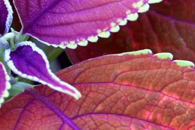 Pink Flower Wallpapers HD For iPhone 5 – Picture 5