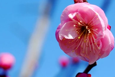 Pink Flower Wallpapers For Iphone 5_iPhone Wallpapers, iPhone ...