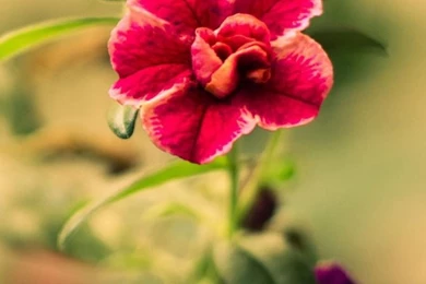 iPhone Wallpapers / iPhone 5\SE Wallpapers / Plant   Best iPhone ...