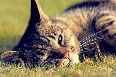 100% Desktop Quality HD Wallpapers 1080p Free Download