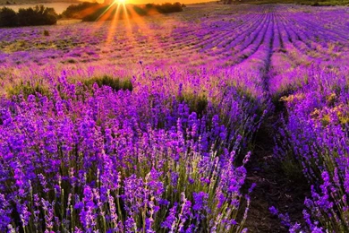 Cool Nature Landscape iPhone 6s Wallpapers HD