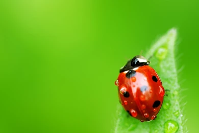 Ladybird Wallpapers 3077 1920x1080   UMad.com