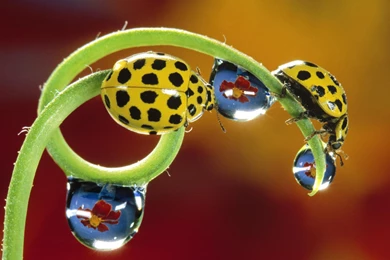 LADYBIRDS WALLPAPER   (