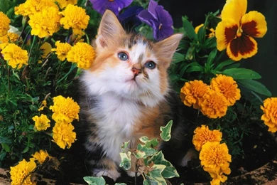 Free Cute Kitten Wallpapers   Wallpapers Cave