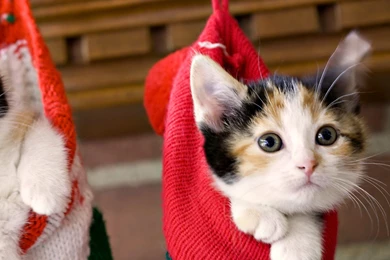 Cute Cat Wallpapers Kitten Wallpapers For Android   Kemecer.com