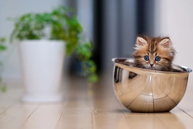 FREE WALLPAPERS   HD WALLPAPERS   DESKTOP WALLPAPERS: Cute Kitten ...