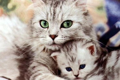 Download Cute Kitten Wallpapers Free By Udhao.net