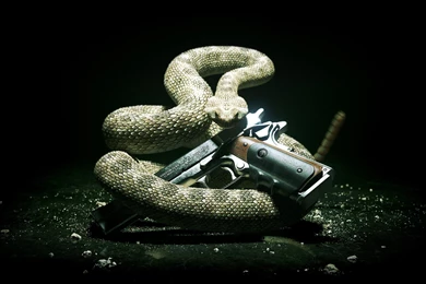 Wallpapers Guns Hitman Absolution Snakes And 2560x1600
