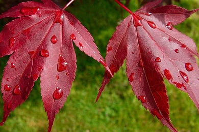 10 Breathtaking Leaf Wallpapers For DesktopPhotography Heat ...