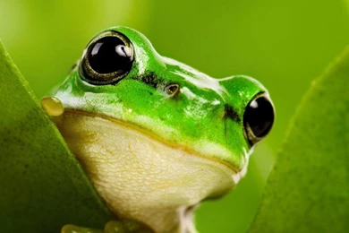 HELLO MY FRIEND WALLPAPER (