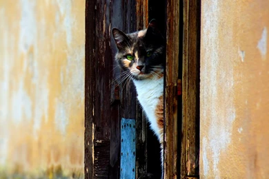 Download The Rustic Calico Cat Wallpaper, Rustic Calico Cat iPhone ...