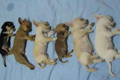 Chihuahua Wallpapers In HD   Cute