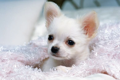 Chihuahua Wallpapers For Ipad 26 Free Wallpapers ...