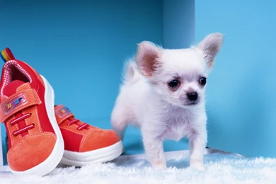 Free Wallpapers   Free Animal Wallpapers   Chihuahua Wallpapers ...