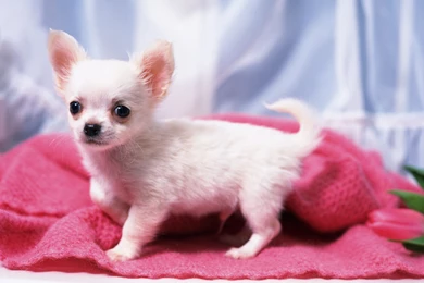 Free Wallpapers   Free Animal Wallpapers   Chihuahua Wallpapers ...