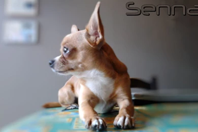 Dogs Senna Dogs Pets Chihuahua Wallpapers Pictures Free ~ Dogs For ...