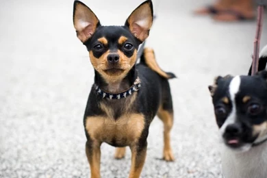 Free Download Dogs Dogs Black Chihuahua Photo Wallpapers ...