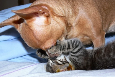 Chihuahua Wallpapers Computer 15 Free Wallpapers ...