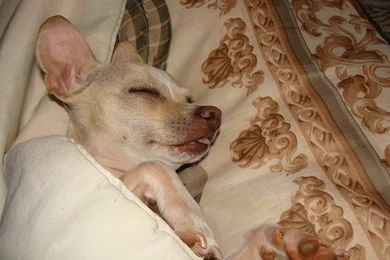 Dogs: Roxy Sleeping Bed Chihuahua Wallpapers HD For HD 16:9 High ...