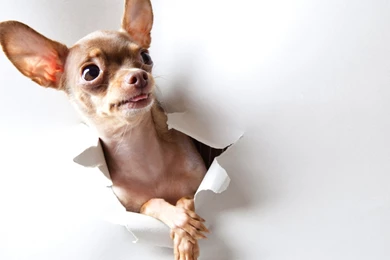 Chihuahua Wallpapers