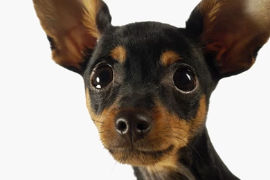 Chihuahua Wallpapers For Ipad 19 Free Hd Wallpapers ...