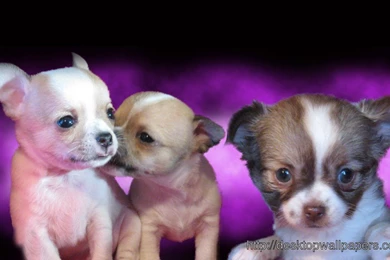 Chihuahua WallpaperDesktop Wallpapers Free Download