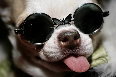 Humor Wallpapers: Smiling Backgrounds Pictures. Birds Humor Hello ...