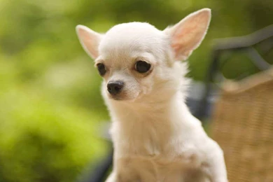 Chihuahua Wallpapers 16 Free Wallpapers   DogBreedsWallpapers.com