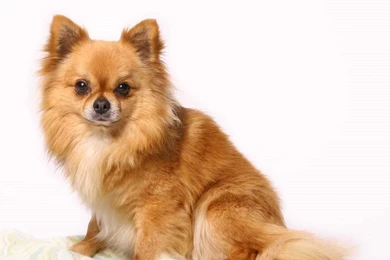 Chihuahua Free Wallpapers