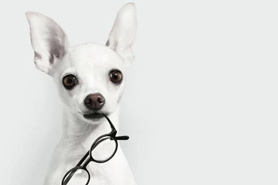 Chihuahua Holding A Pair Of Glasses In The Mouth, Eyes And Ears ...