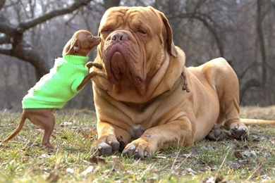 Bullmastiff And Chihuahua, Dog, Animals, 1920x1080 HD Wallpapers ...