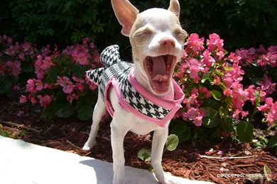 Doggy Desktops   Page 2