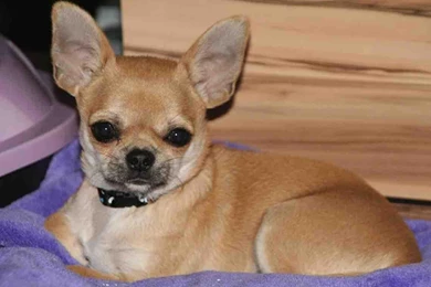 Chihuahua Puppies Wallpapers Android Apps On Google Play