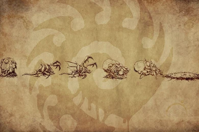 Life Of A Zergling Wallpapers (1440x900) : Starcraft