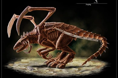 Zergling Starcraft Wallpapers