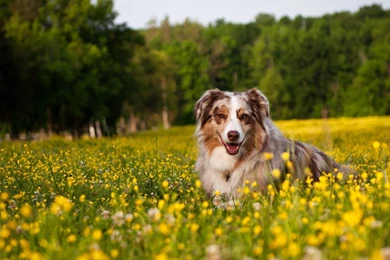 Australian Shepherd Puppy Wallpapers HD 8408 1920 X 1200 ...