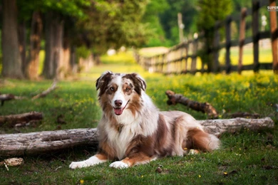 Australian Shepherd Wallpapers   Wallpapers Cave