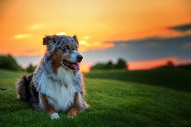 Download Wallpapers 2560x1600 Australian Shepherd Dog, Aussie, Dog ...