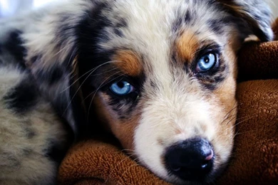 Australian Shepherd Wallpapers   Wallpapers Cave