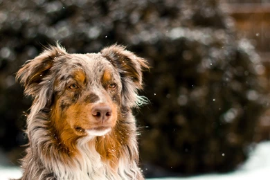 Australian Shepherd Wallpapers