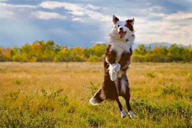 Free Australian Shepherd Wallpapers