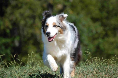 Running Miniature Australian Shepherd Photo And Wallpapers ...