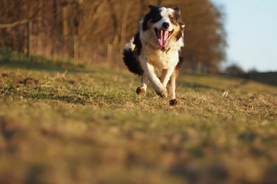 Australian Shepherd Wallpapers