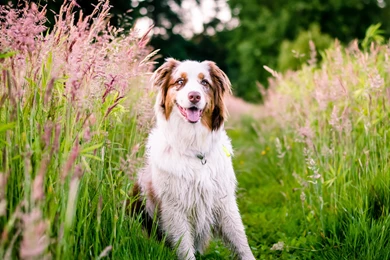 Download Wallpapers 3840x2160 Australian Shepherd, Dog, Flowers ...