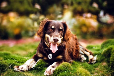 Beautiful Australian Shepherd Wallpaper.jpg