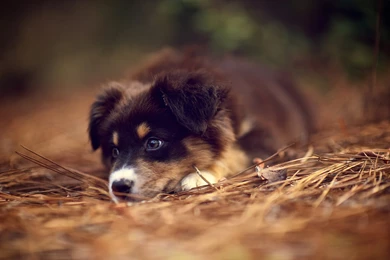 Download Cute Australian Shepherd Puppy Wallpapers 8418 2048x1363 ...