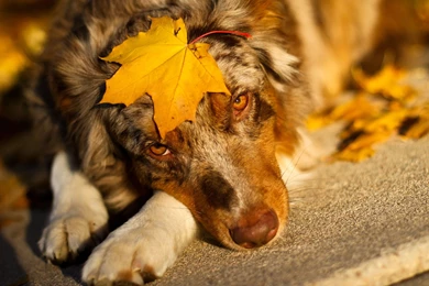 Beautiful Australian Shepherd Wallpapers